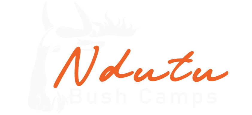 Ndutu Bush Camp – Experience comfort in the wild with luxury en-suite tents, solar power, and private verandas overlooking the Serengeti. Relax after your safari and enjoy the beauty of nature all around you.